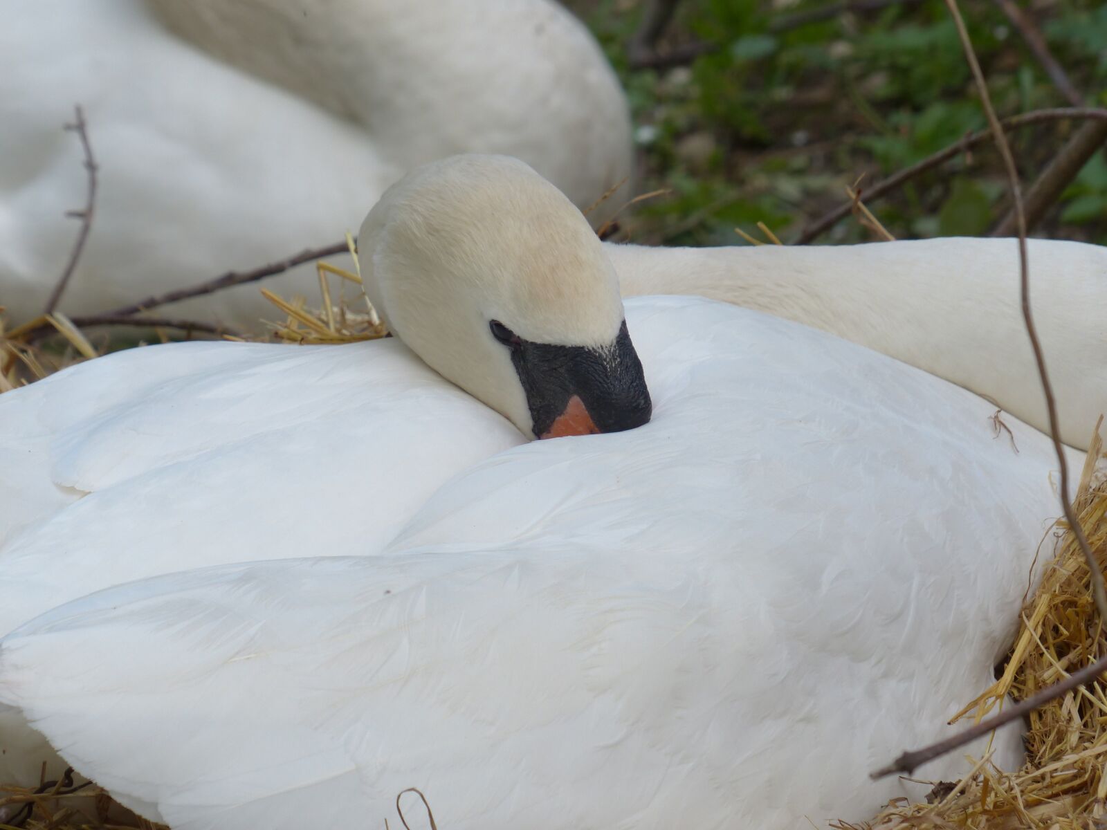 Panasonic Lumix DMC-FZ200 sample photo. Swan, breed, nest photography