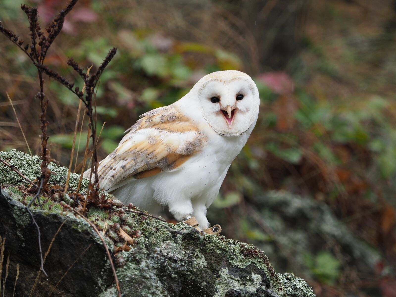 Olympus M.Zuiko Digital ED 40-150mm F2.8 Pro sample photo. Bird, animal, owl photography