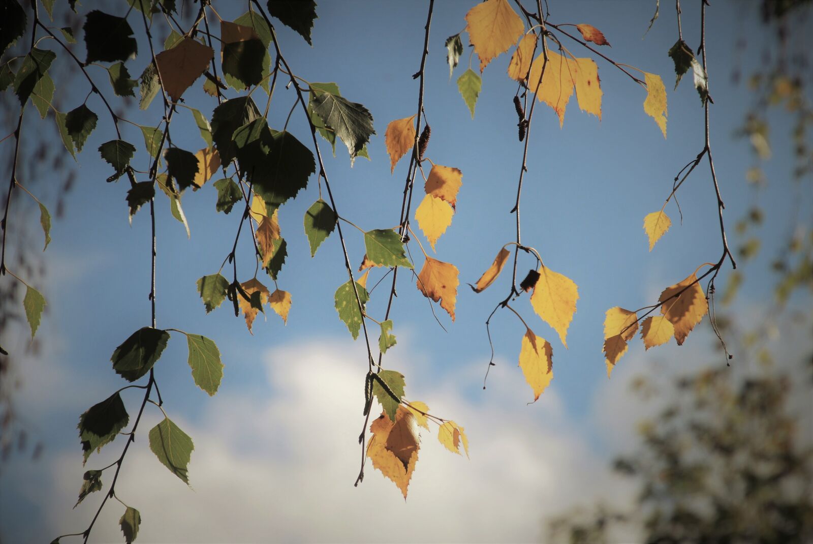 Canon EOS 80D sample photo. Autumn, twigs, hanging photography