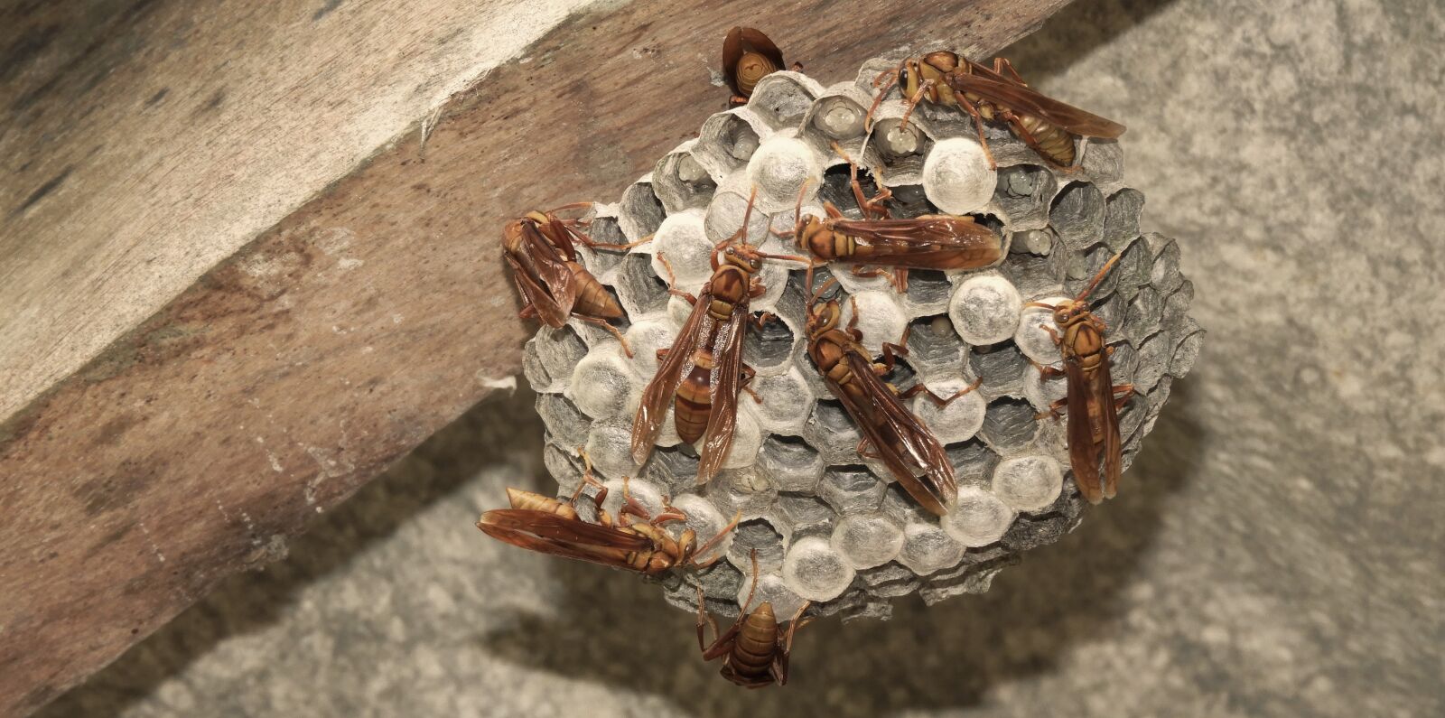 Nikon Coolpix B700 sample photo. Insects, hive, wasps photography