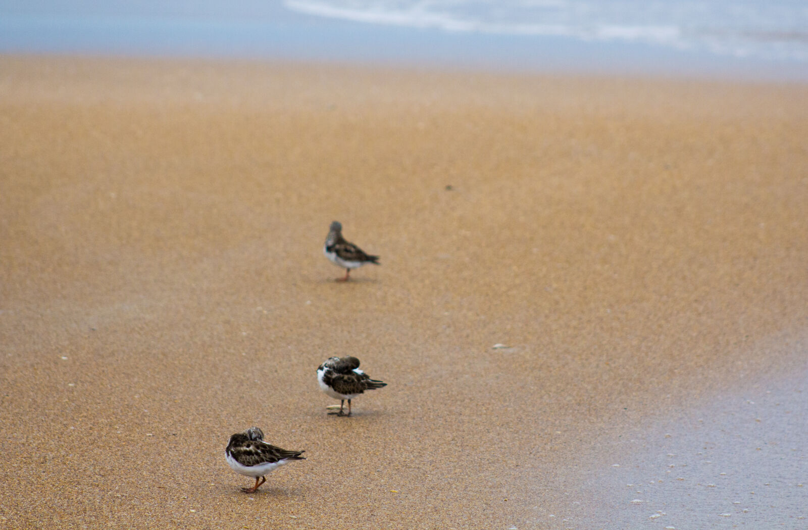 Canon EF 75-300mm f/4-5.6 sample photo. Beach, bird, canon, nature photography