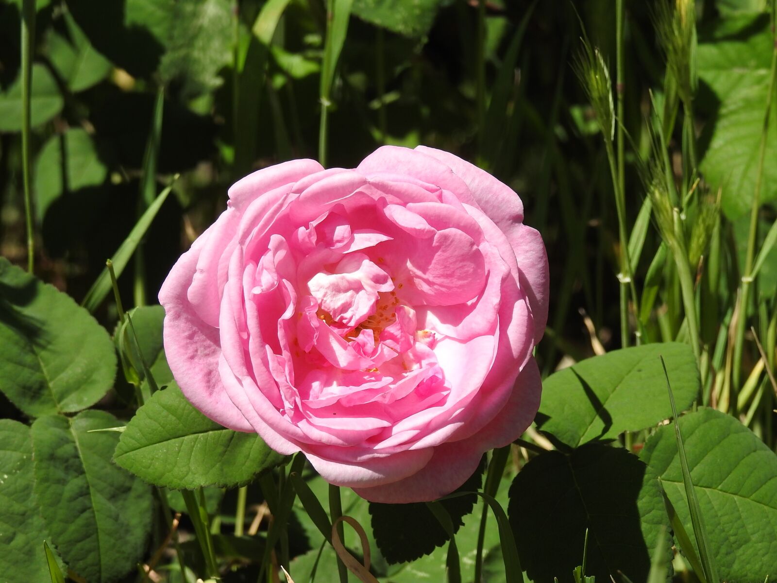 Nikon Coolpix P900 sample photo. Tea rose, rose, scarlet photography