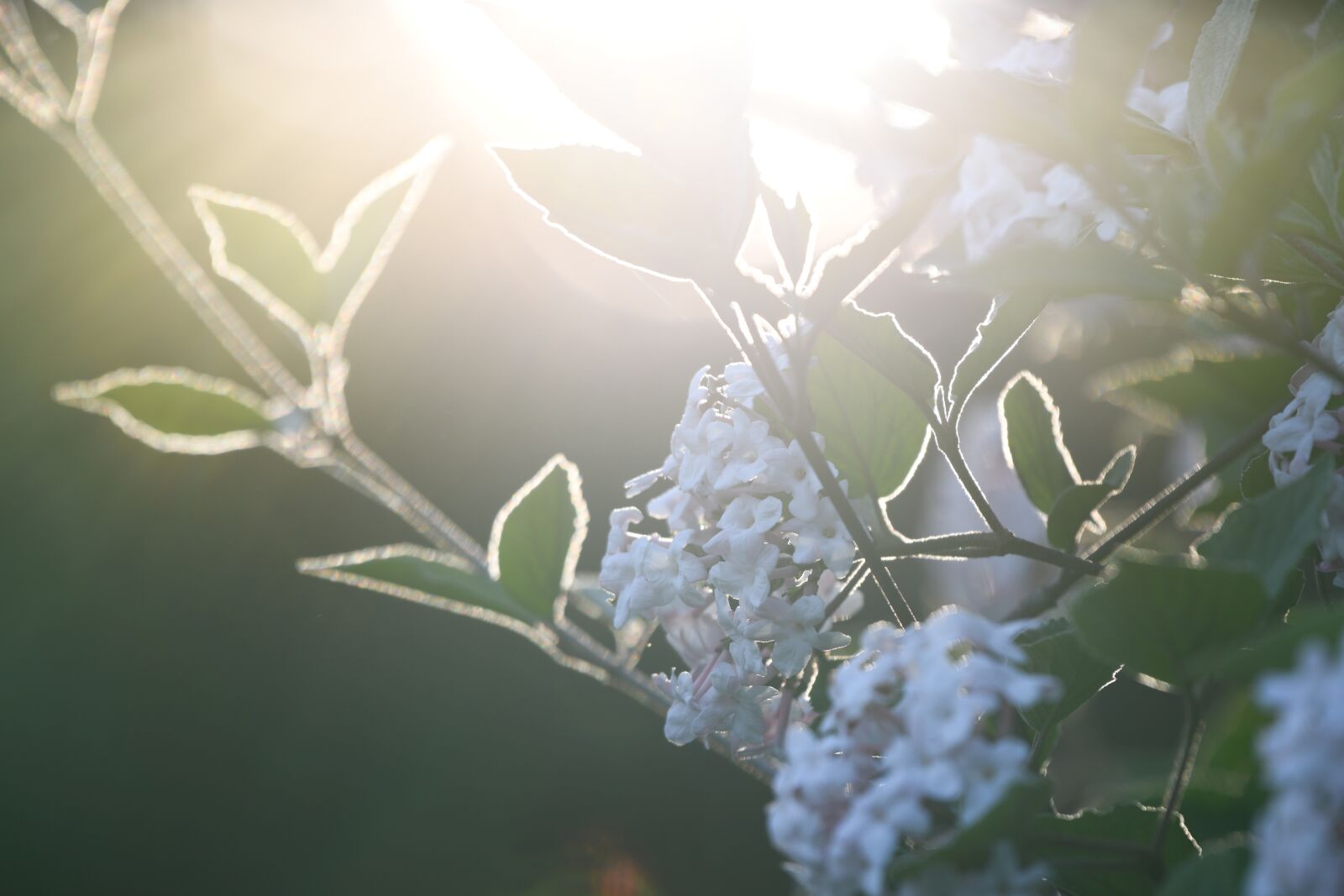 Nikon D850 sample photo. Flower, sunlight, bright photography