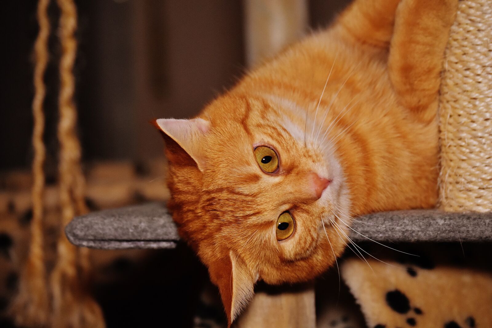 Nikon D7200 sample photo. Cat, red, funny photography