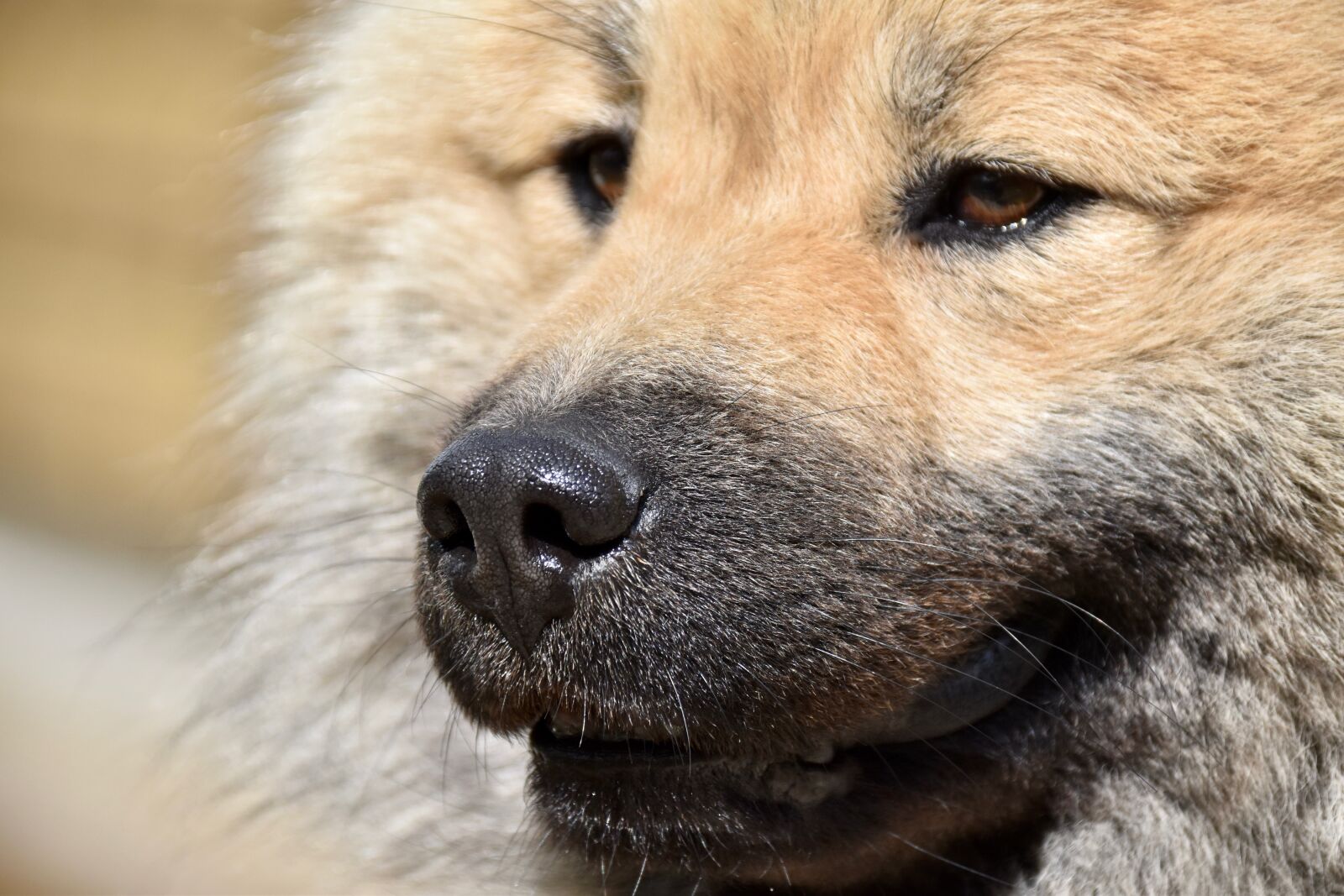 Nikon D5600 sample photo. Dog, truffle dog, black photography
