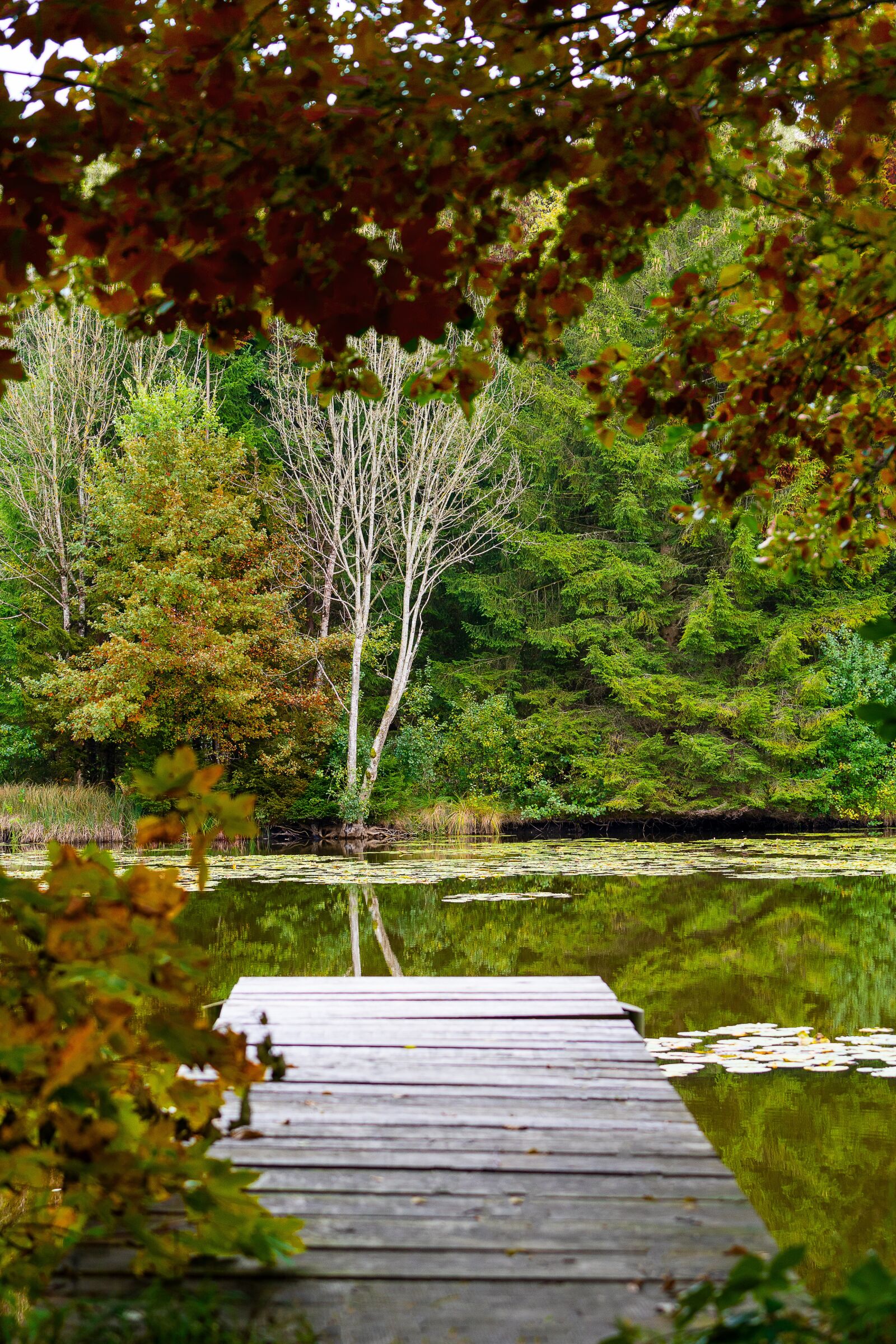 Sony a7 III + Sony FE 70-200mm F4 G OSS sample photo. Nature, lake, forest photography