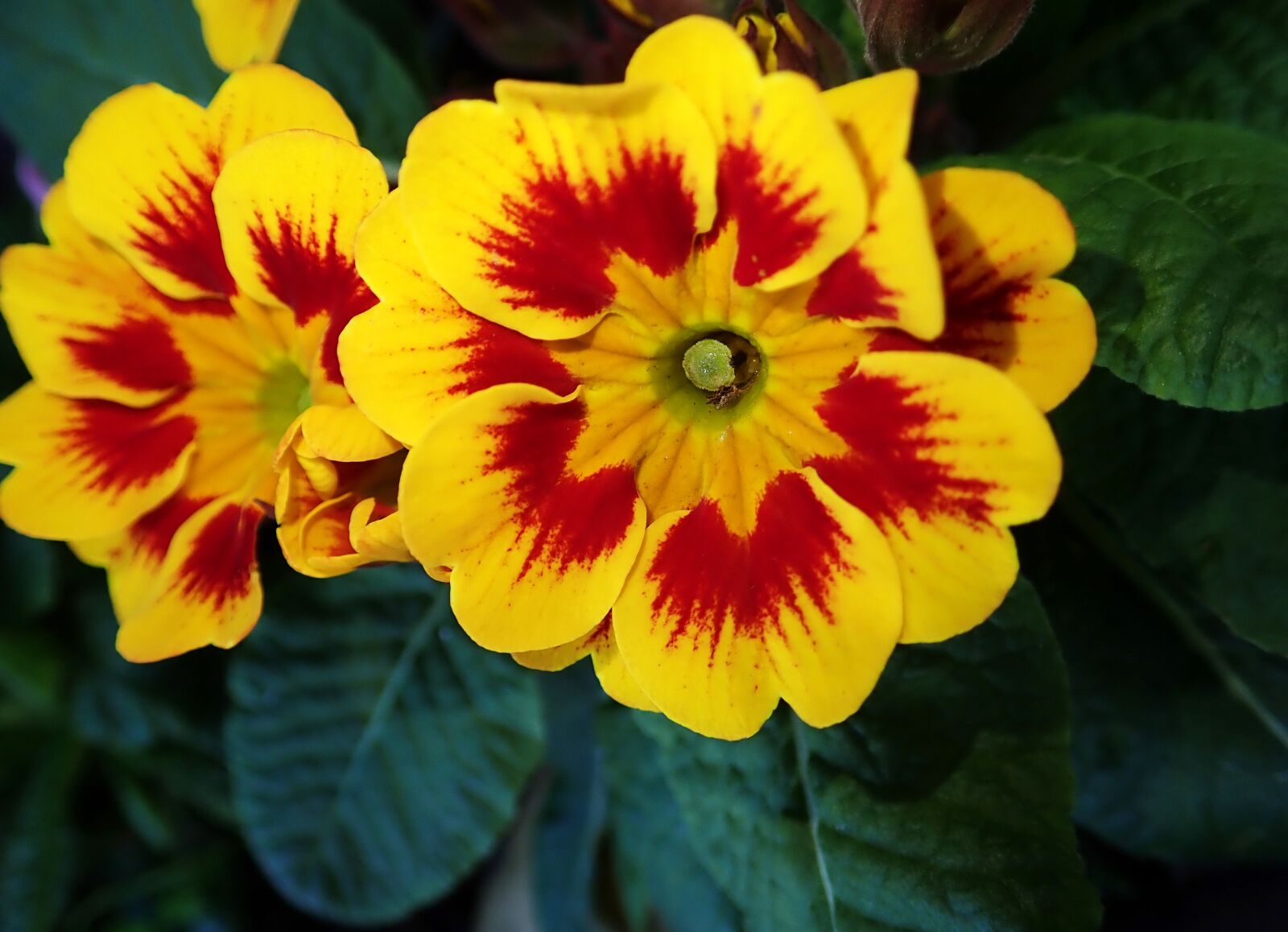 Olympus TG-5 sample photo. Primrose, yellow, spring photography