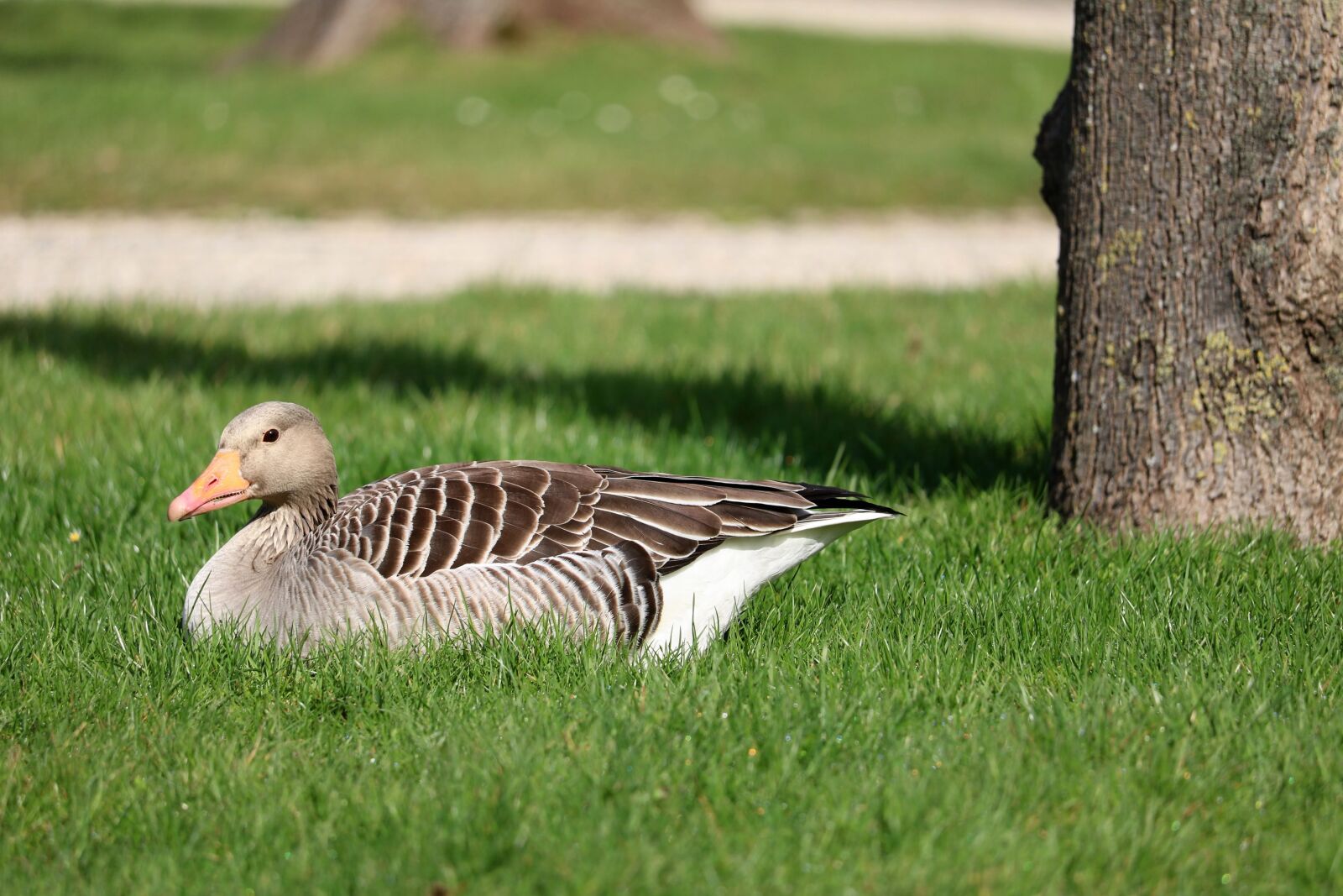 Canon EOS 750D (EOS Rebel T6i / EOS Kiss X8i) sample photo. Nature, grass, bird photography