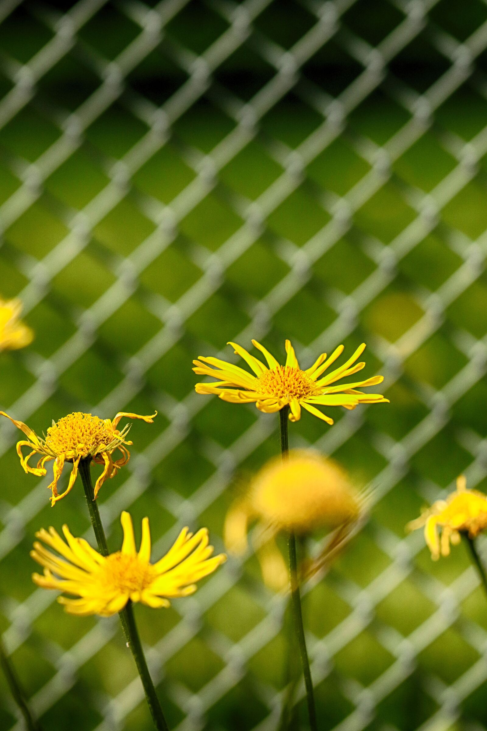 Canon EOS 7D Mark II sample photo. Flower, nature, fence photography