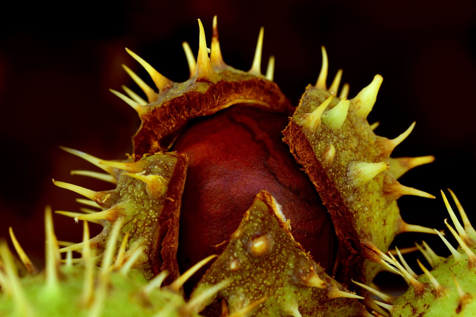 Nikon D3500 sample photo. Chestnut, plant, tree photography