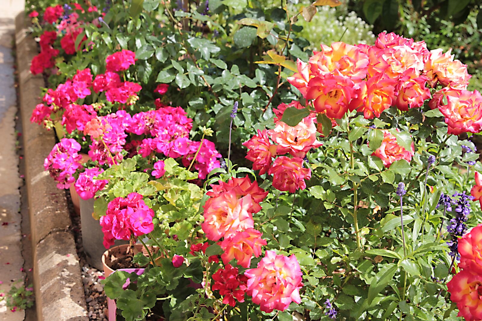 Canon EOS 550D (EOS Rebel T2i / EOS Kiss X4) sample photo. My garden, roses, rose photography