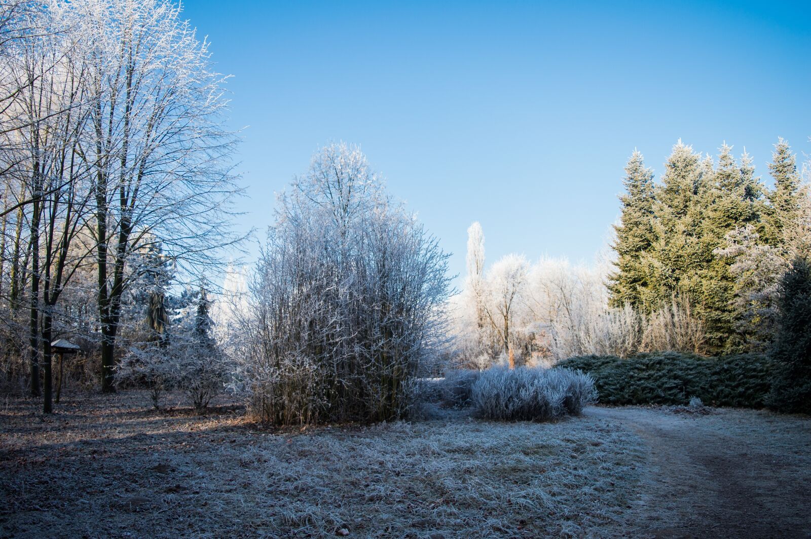 Nikon D3200 sample photo. Arboretum, winter, garden photography