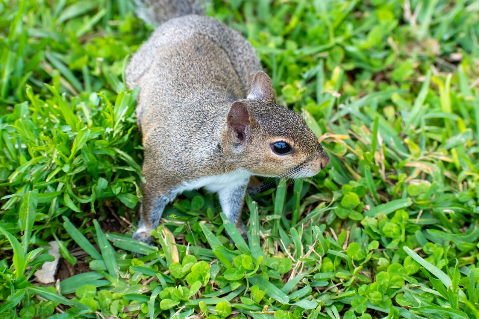 Nikon D3500 sample photo. Squirrel, grass, nature photography