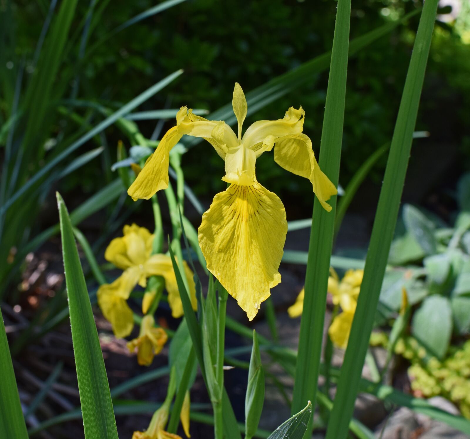 Nikon D3300 sample photo. Yellow flag isis, iris photography