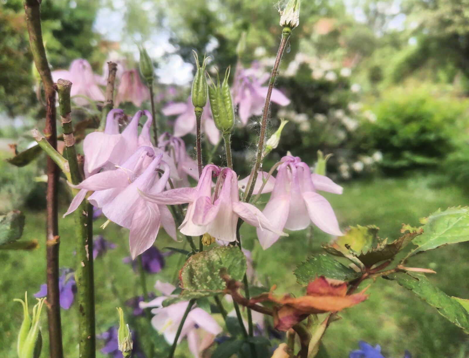 HUAWEI P20 sample photo. Columbine, flower, spring photography