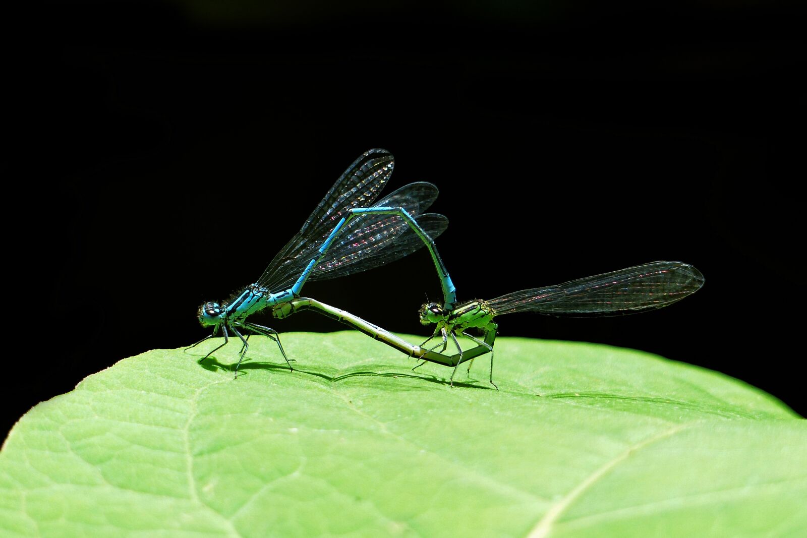 Panasonic Lumix DMC-FZ200 sample photo. Dragonfly, nature, make love photography