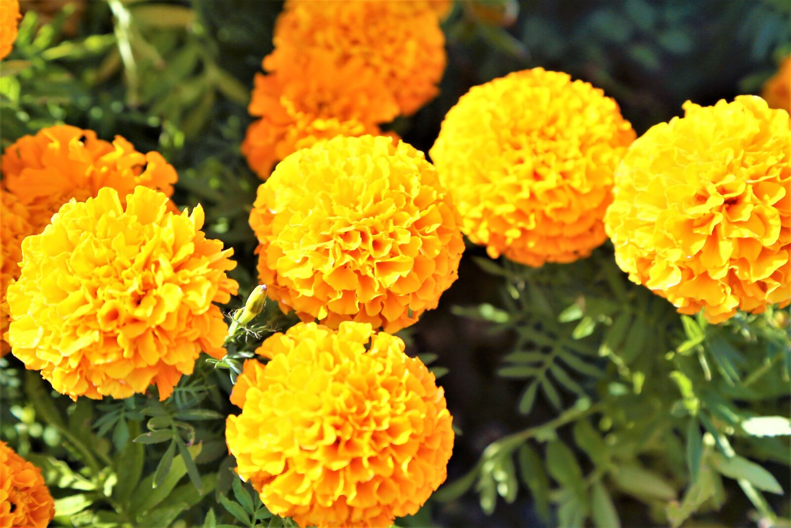 Canon EF 24-105mm F4L IS USM sample photo. Flowers, yellow, color photography