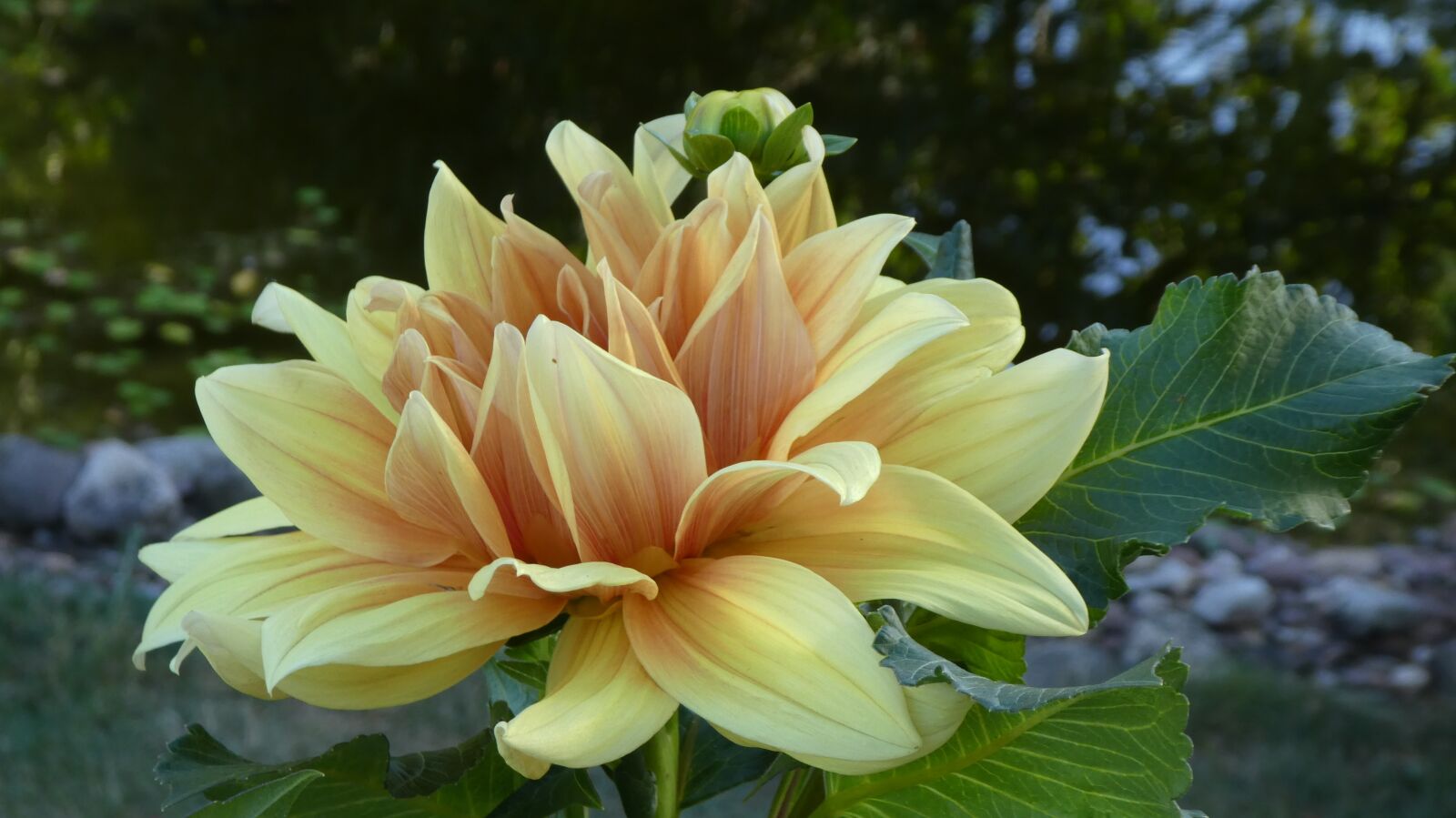Panasonic DMC-TZ81 sample photo. Dahlia, yellow, large blooms photography