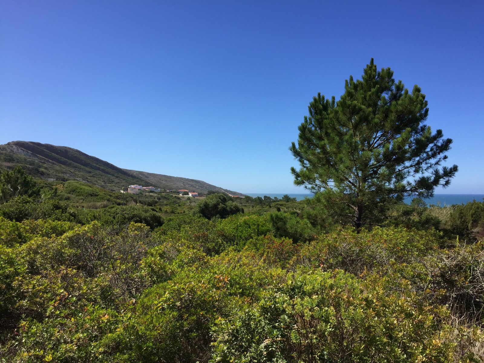 Apple iPhone 6 sample photo. Beach, sea, pine photography