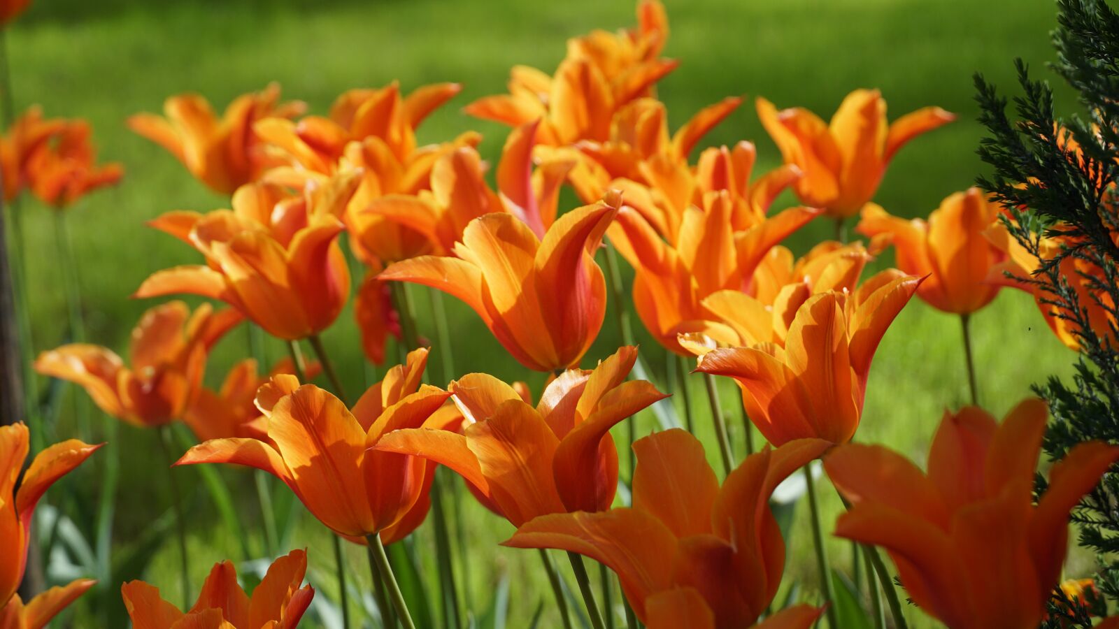 Sony a6500 sample photo. Tulips, dushanbe, flowers photography