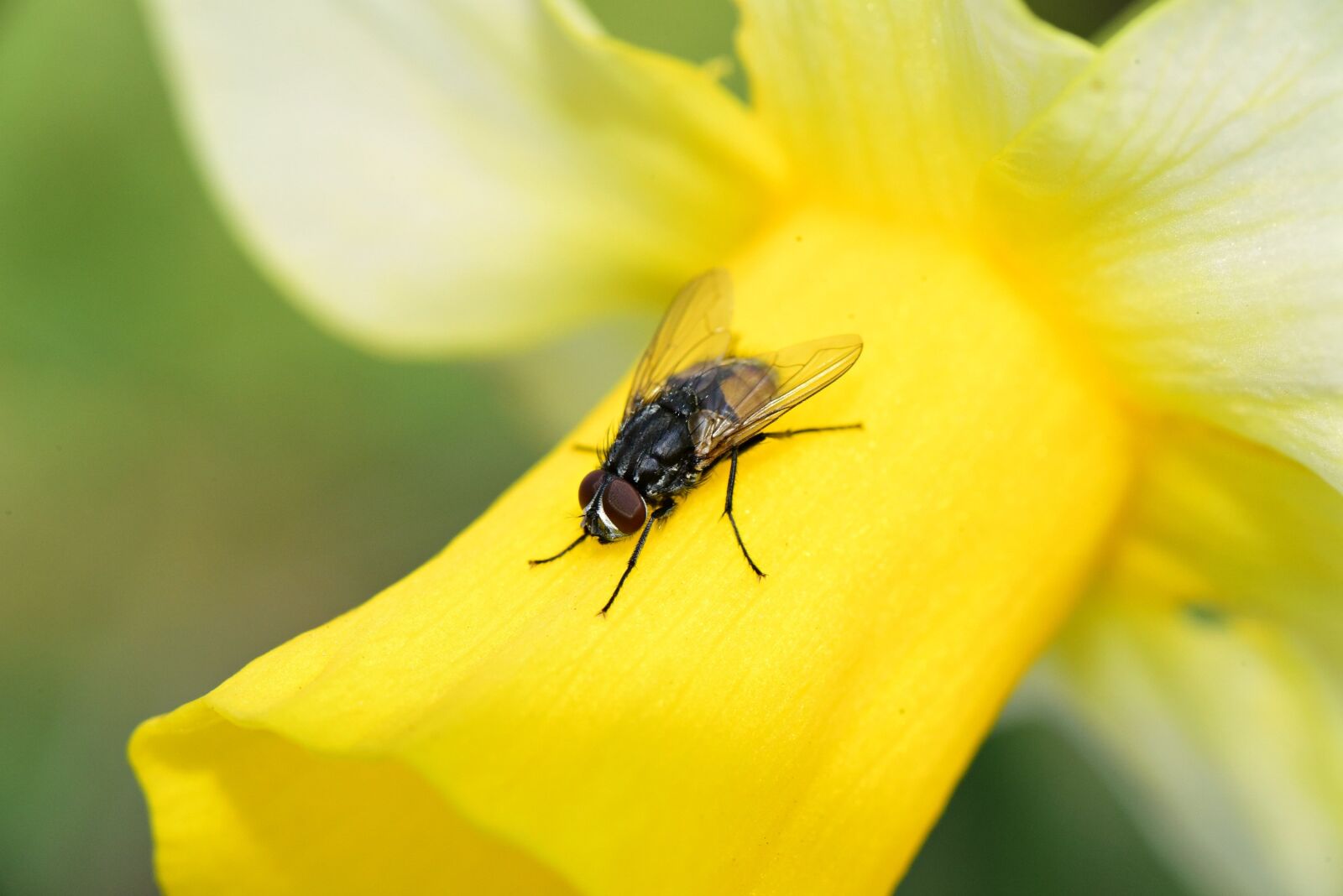 Nikon D750 sample photo. Fly, insect, animal photography