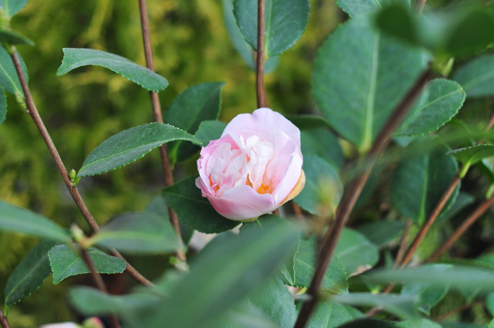 Nikon D90 sample photo. Flowers, spring, nature photography