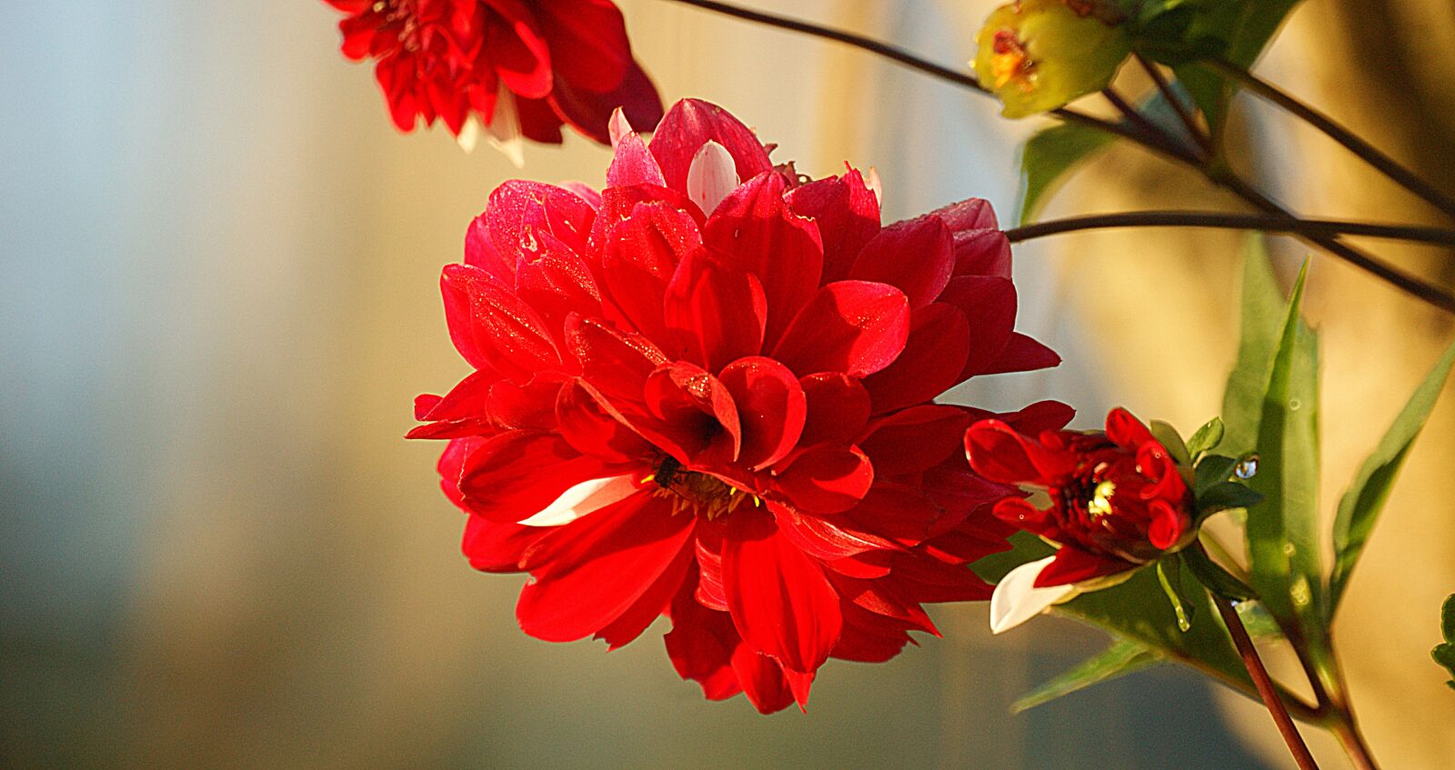 Sony Alpha DSLR-A390 sample photo. Nature, flower, plant garden photography
