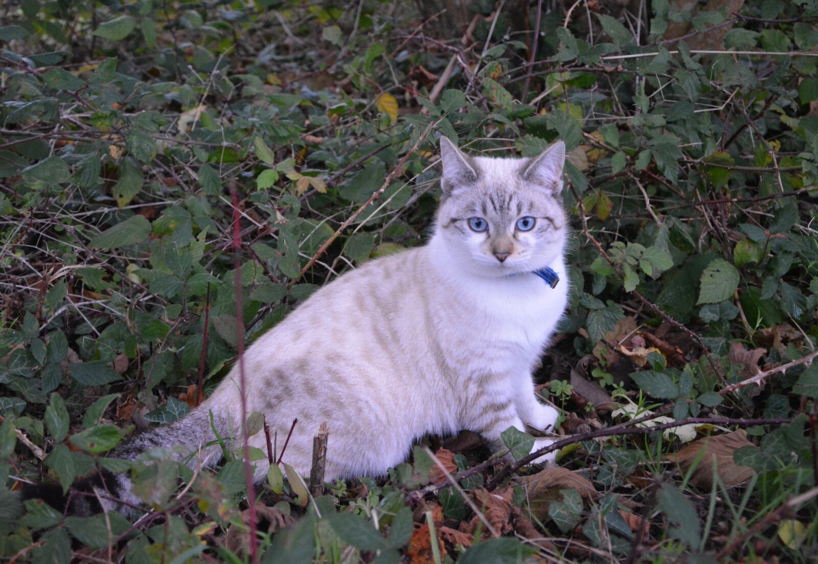 Nikon D5200 sample photo. Cat, kitten, pussy photography