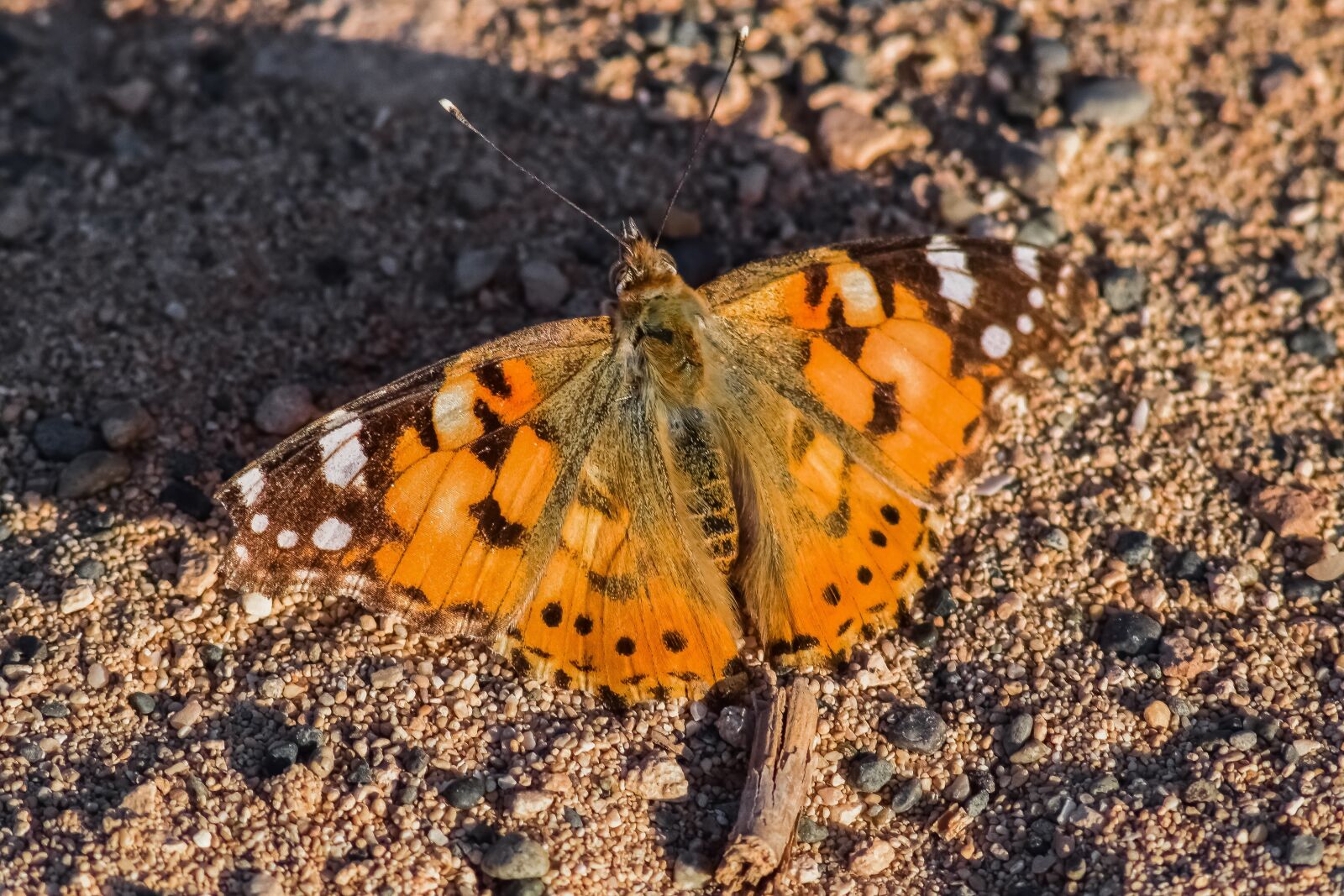Nikon D3300 sample photo. Butterfly, insect, nature photography