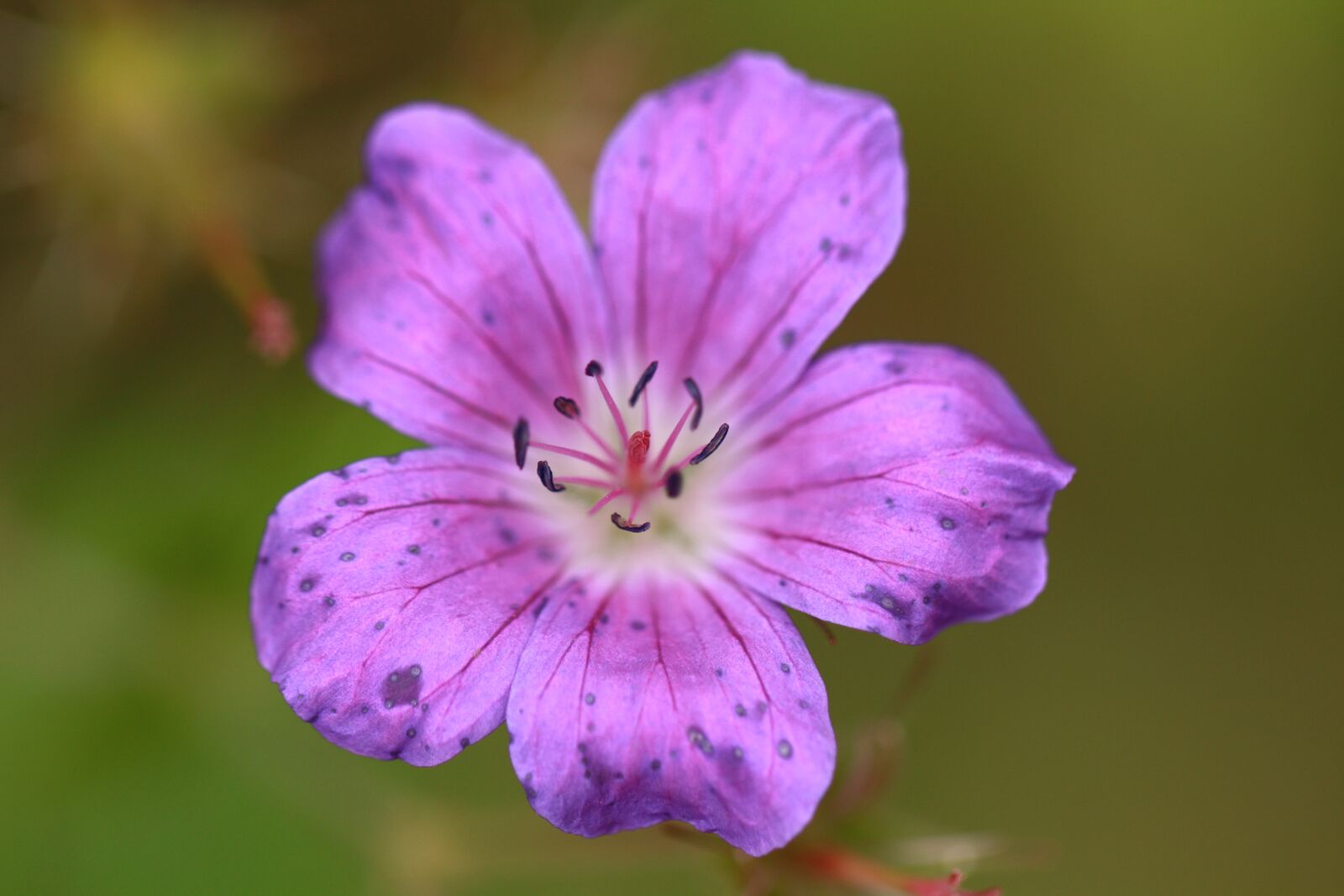Canon EOS 450D (EOS Rebel XSi / EOS Kiss X2) sample photo. Flower, cranesbill, purple photography
