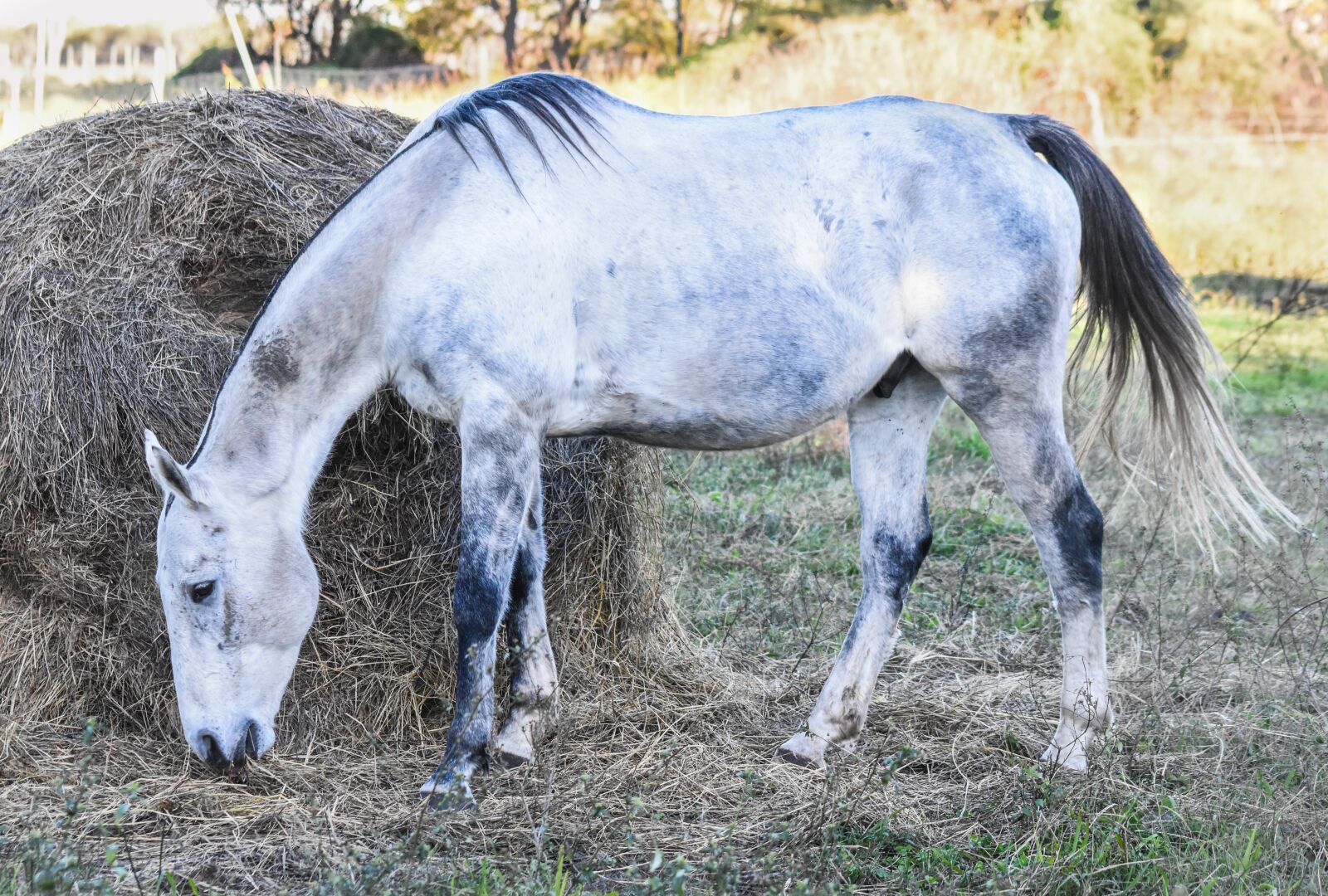 Nikon D5500 sample photo. Equine, meek, dapple photography