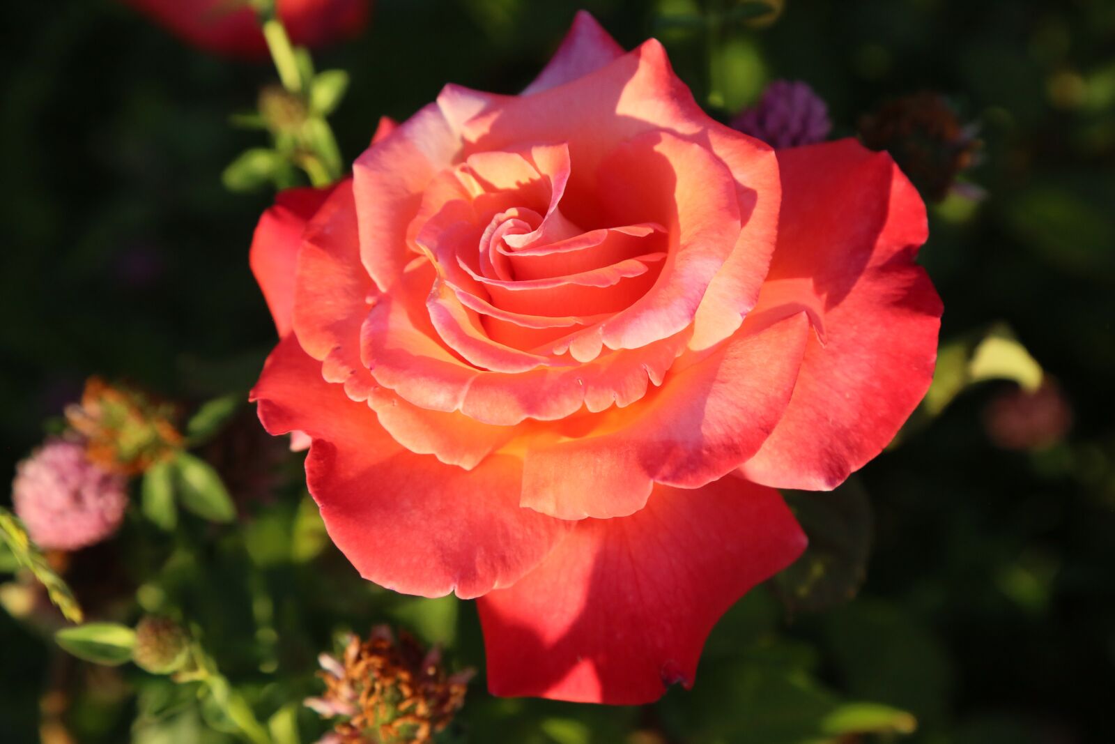 Canon EF 24-105mm F4L IS USM sample photo. Rose, spring, nature photography