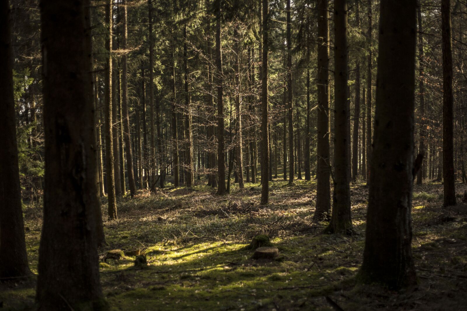 Canon EF 50mm F1.8 II sample photo. Wood, tree, nature photography