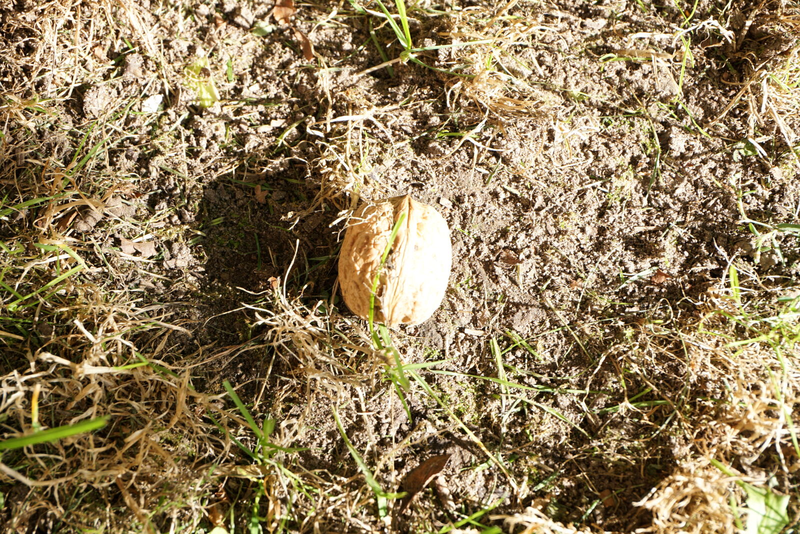 Sony E 16-50mm F3.5-5.6 PZ OSS sample photo. Autumn, grass, ground, walnut photography