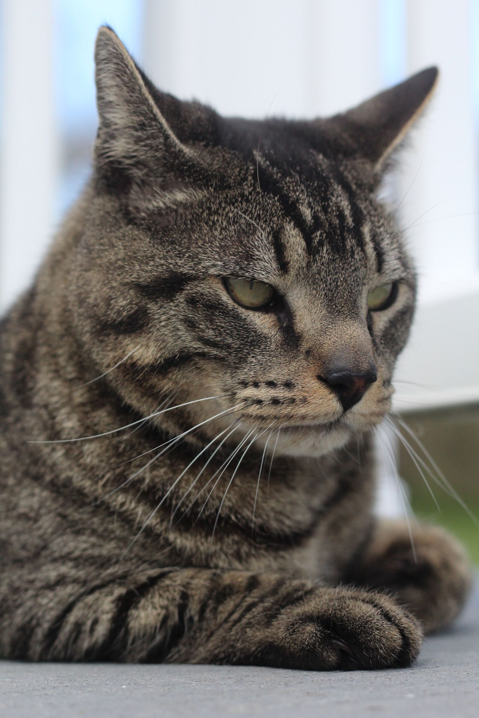 Canon EOS 1200D (EOS Rebel T5 / EOS Kiss X70 / EOS Hi) sample photo. Animals, pets, cats photography