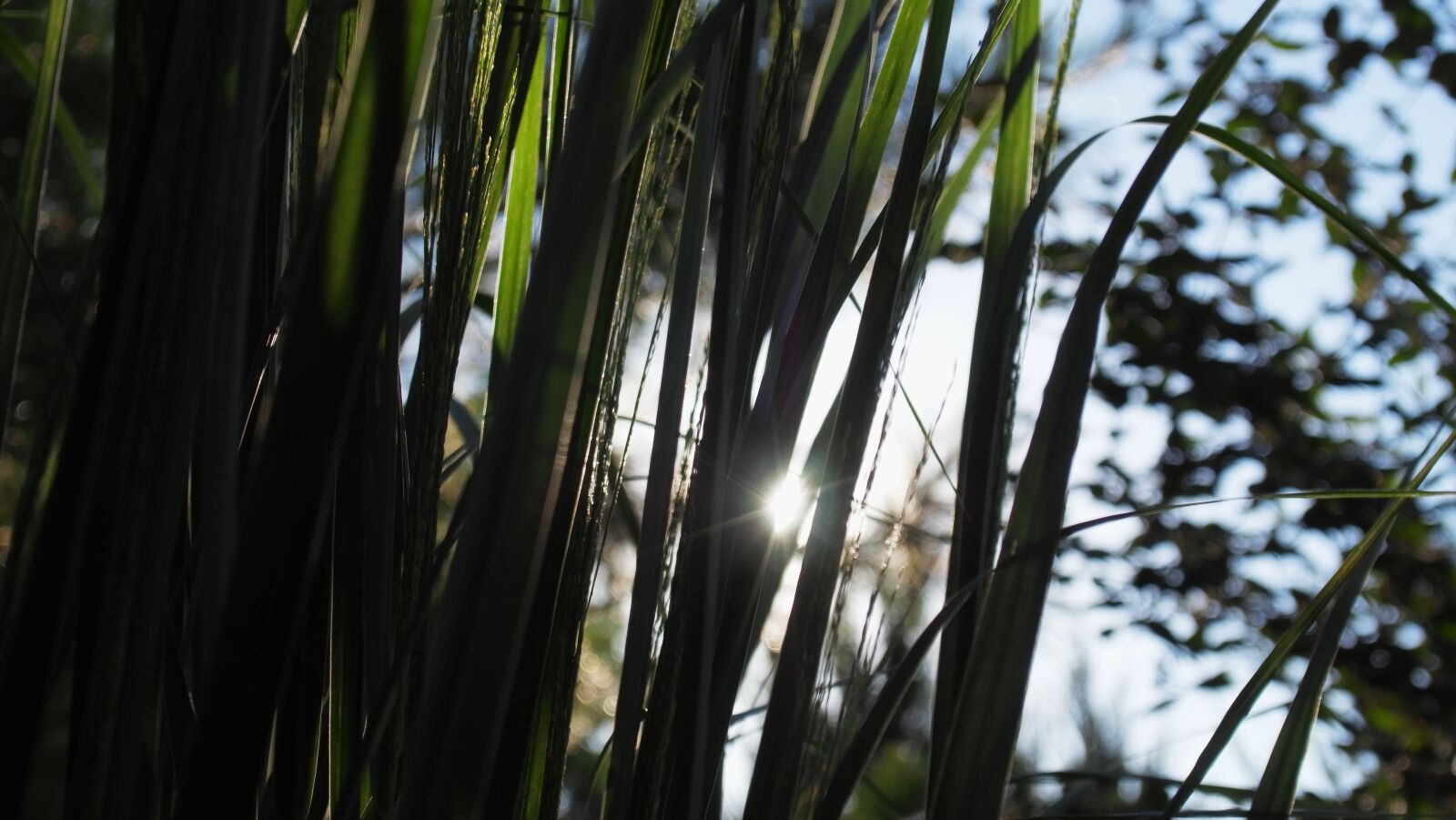 YI TECHNOLOGY M1 sample photo. Nature, grass, sun photography