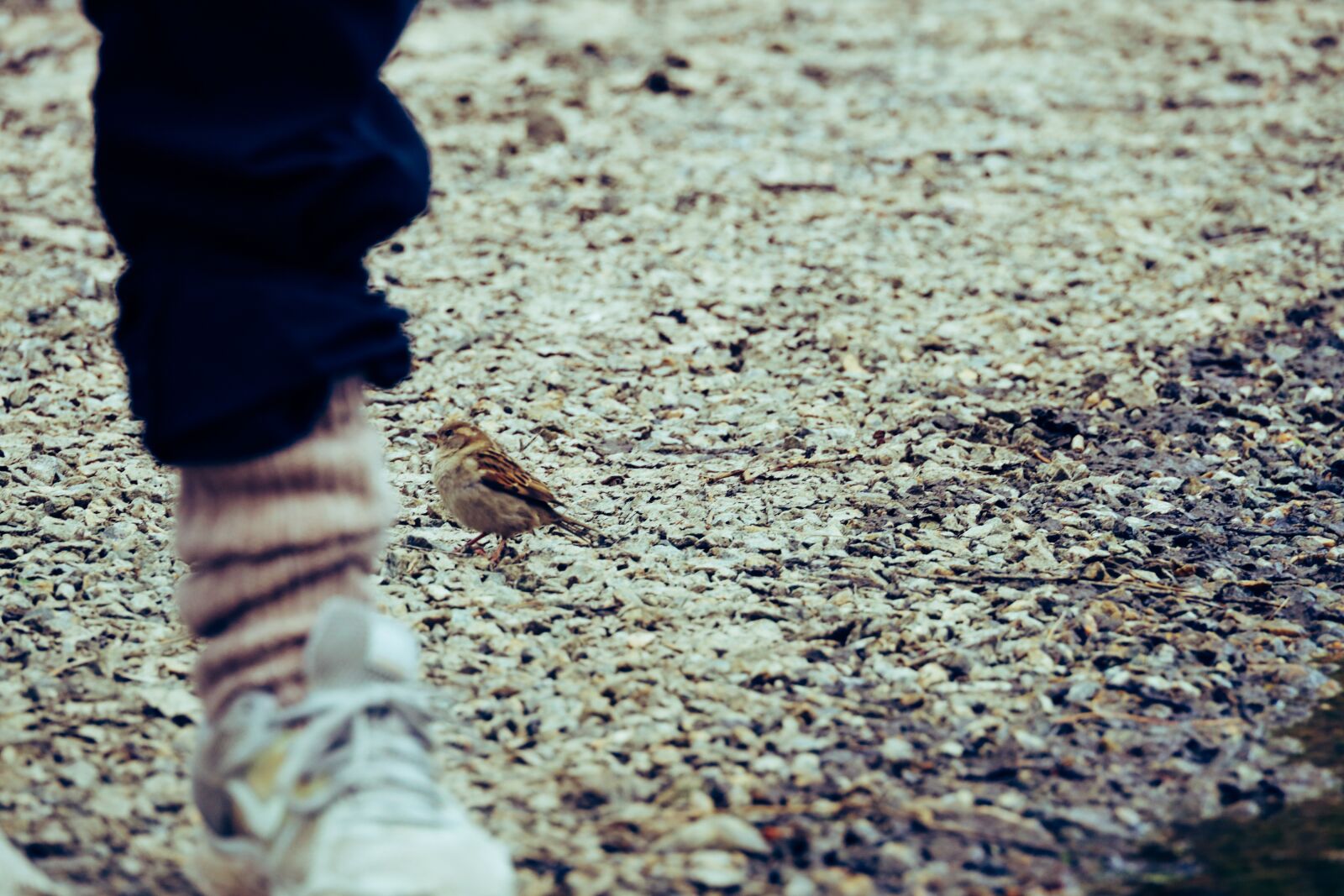 Canon EOS R sample photo. Bird, sparrow, leg photography