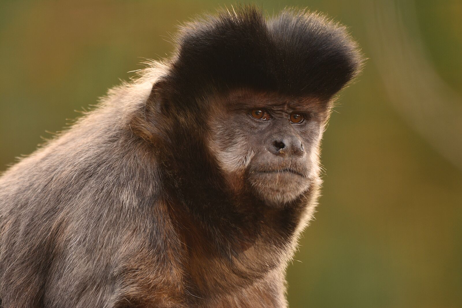Nikon D5200 sample photo. Apell of capuchin monkeys photography