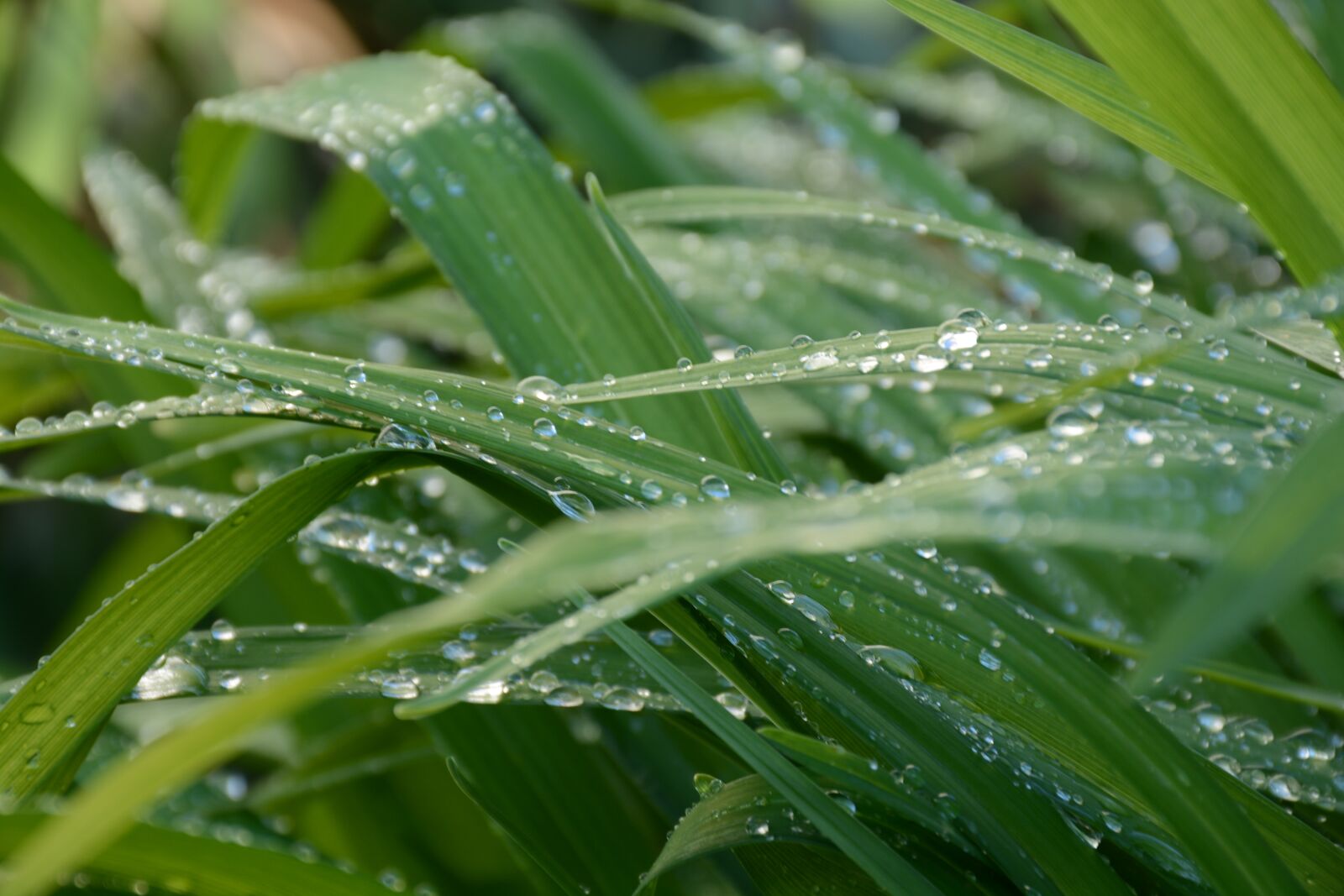 Nikon D7100 sample photo. Green, dew, drops photography