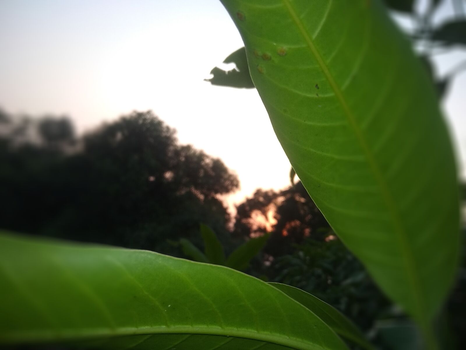 Xiaomi Redmi Note 5A sample photo. Natural, beauty, mango tree photography