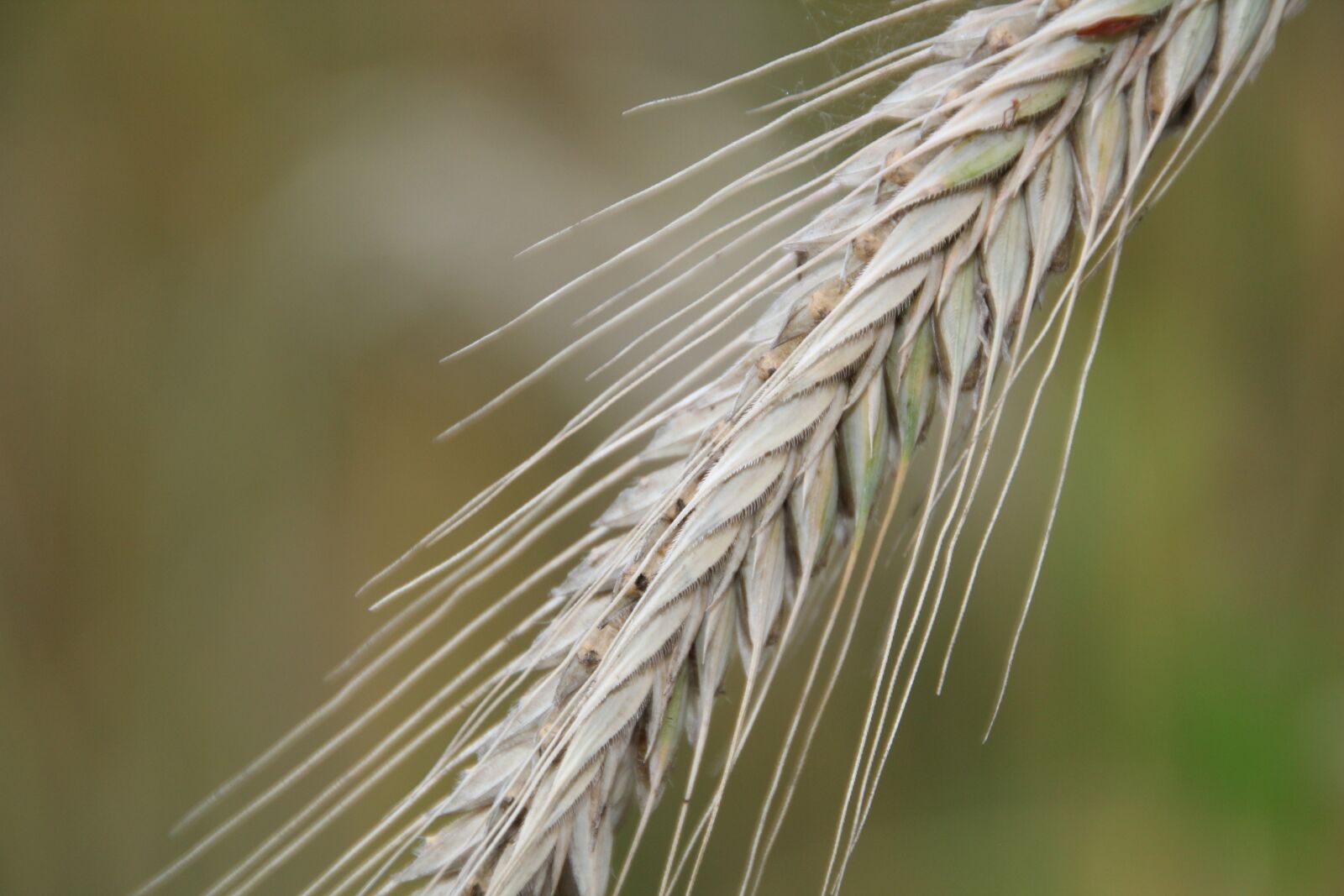 Canon EOS 550D (EOS Rebel T2i / EOS Kiss X4) sample photo. Spike, cereals, agriculture photography
