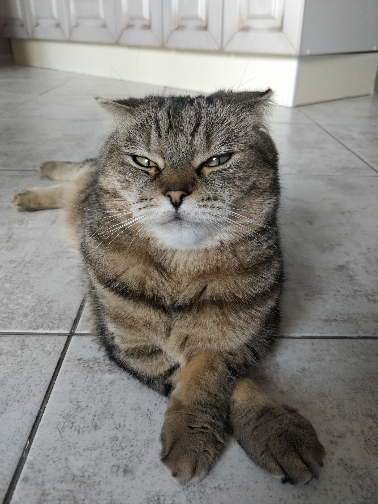 OnePlus 5T sample photo. Cat, grace, animals photography