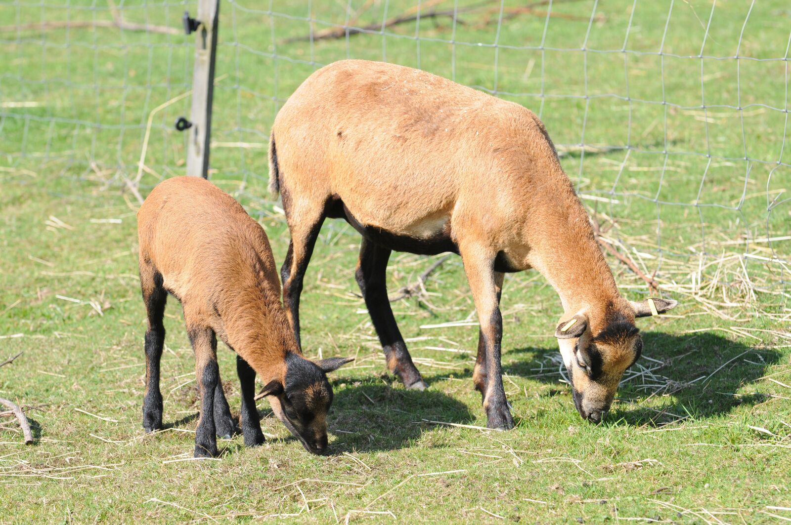 Nikon D300 sample photo. Sheep, cub, lamb photography