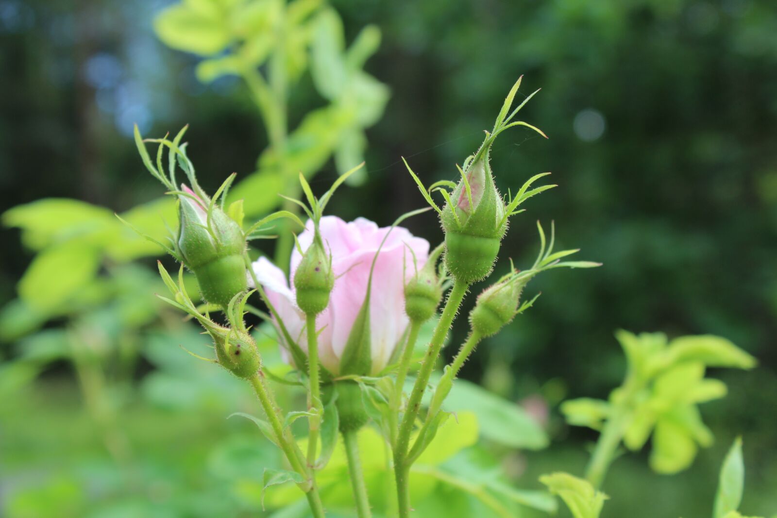 Canon EOS 600D (Rebel EOS T3i / EOS Kiss X5) sample photo. Rose, pink, flower photography