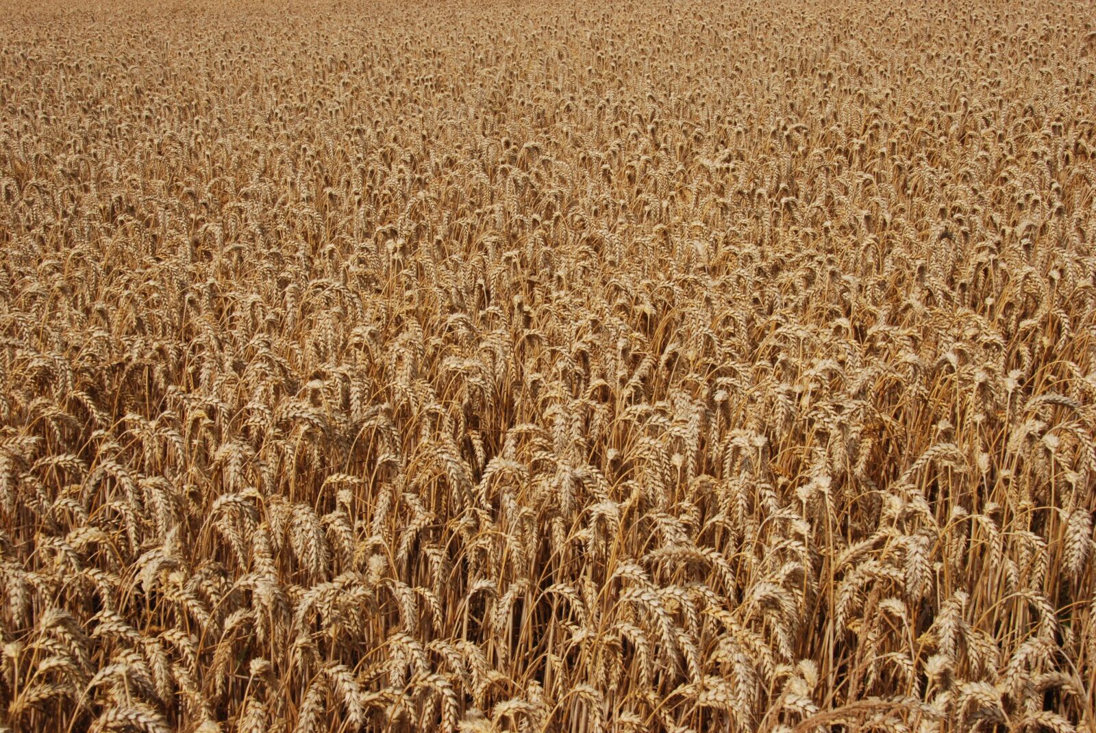 Nikon D80 sample photo. Agriculture, grain, corn photography