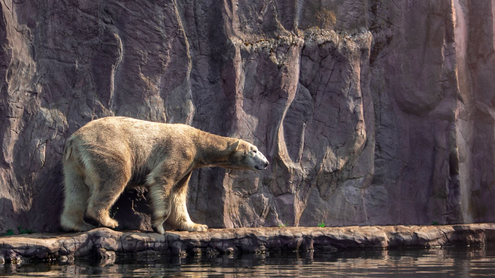 Canon EF 70-300 F4-5.6 IS II USM sample photo. Polar bear, bear, white photography
