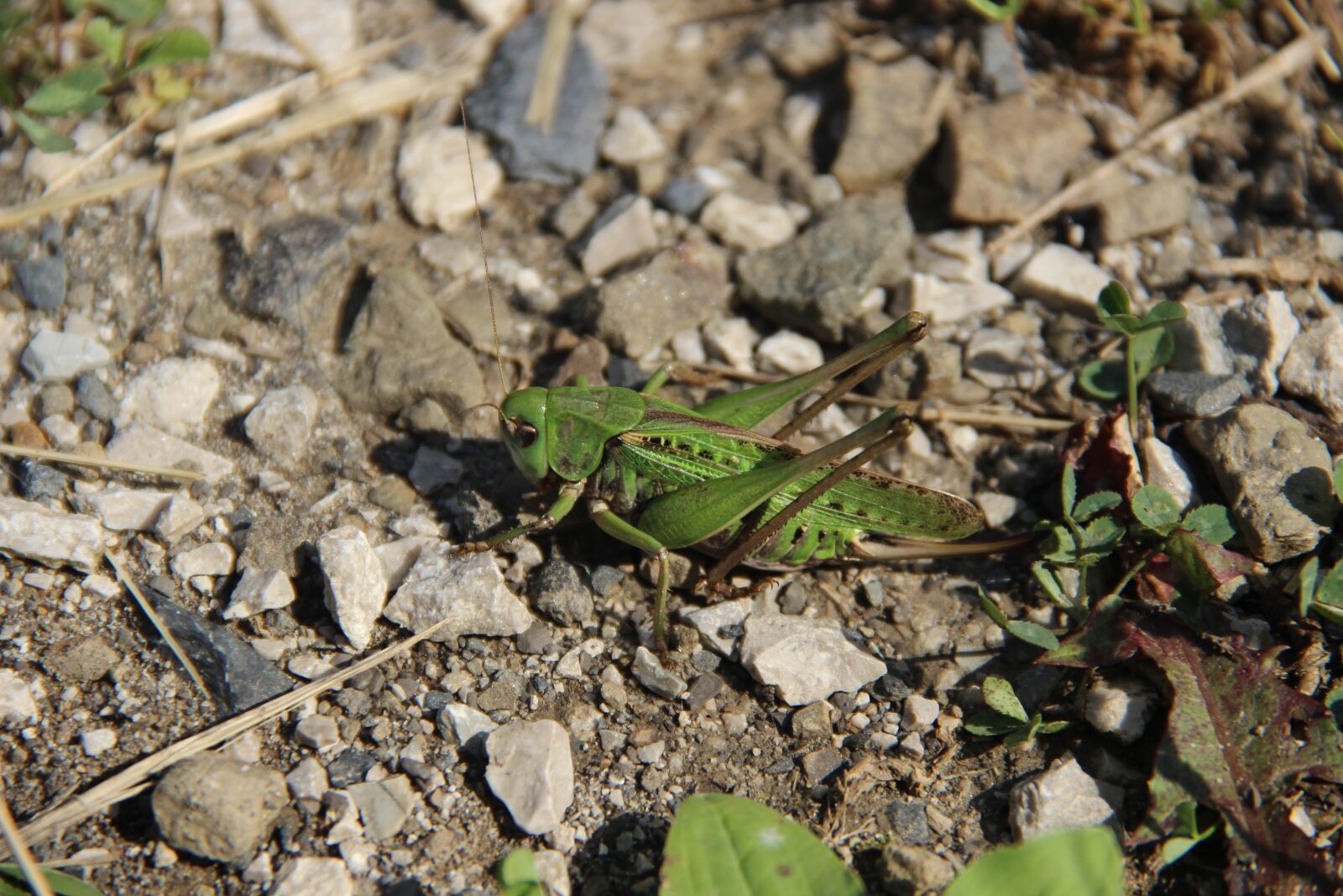 Canon EF-S 18-135mm F3.5-5.6 IS sample photo. Grasshopper, insect, rhinestones photography