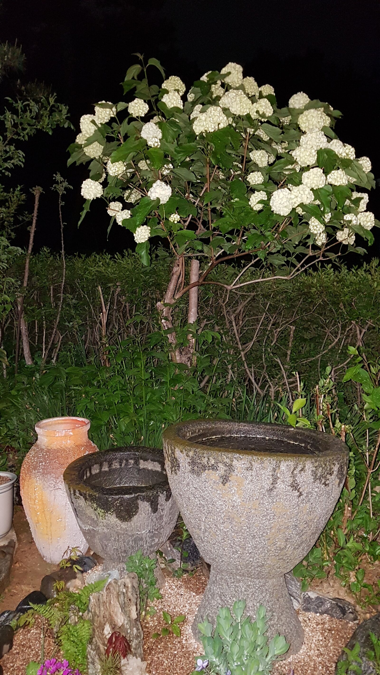 Samsung Galaxy S7 Edge sample photo. Garden, night, spring flowers photography