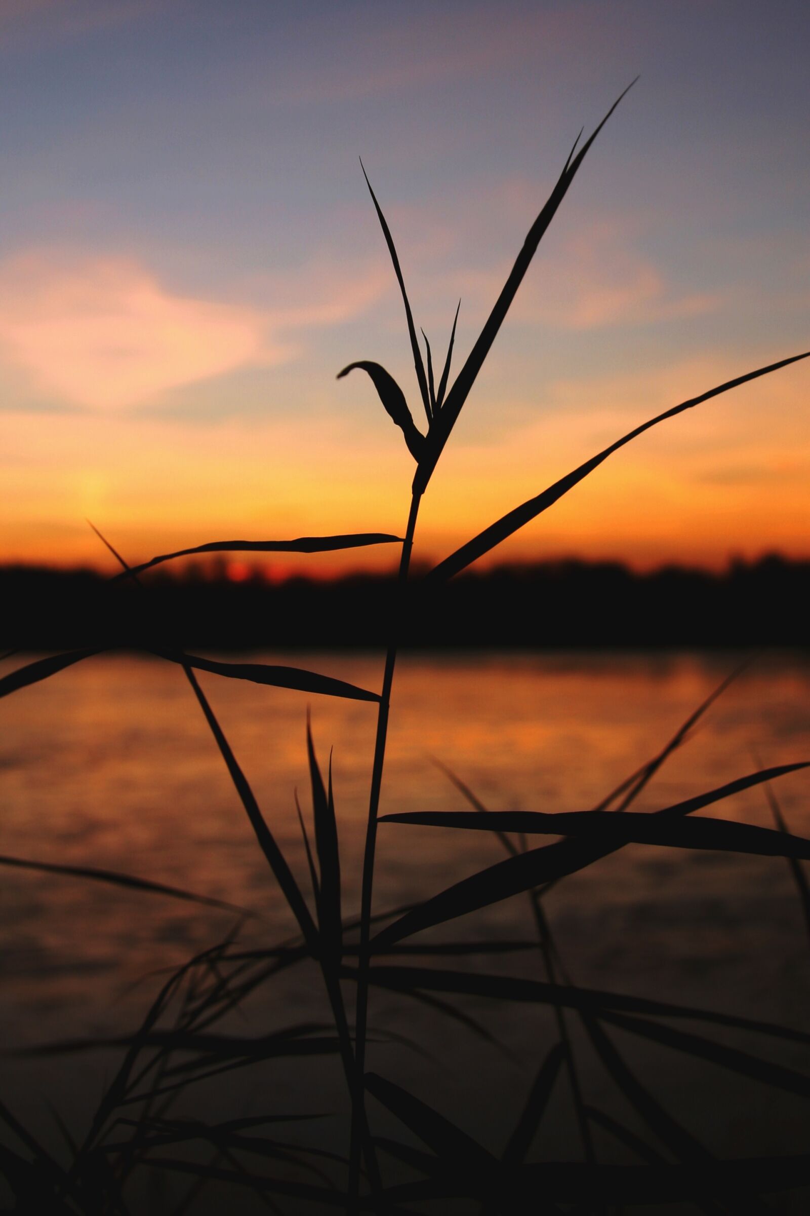 Canon EOS 20D sample photo. Afterglow, sunset, reed photography