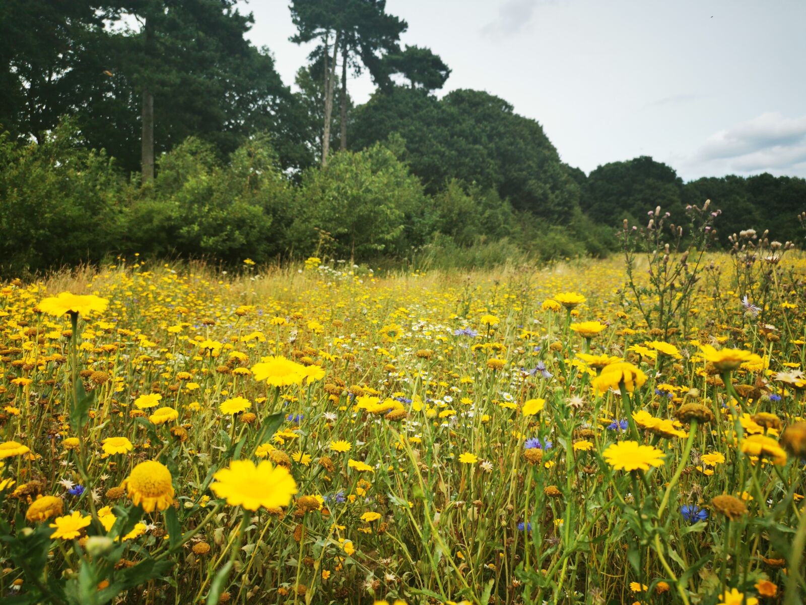 HUAWEI P30 sample photo. Park, flowers, dandelions photography